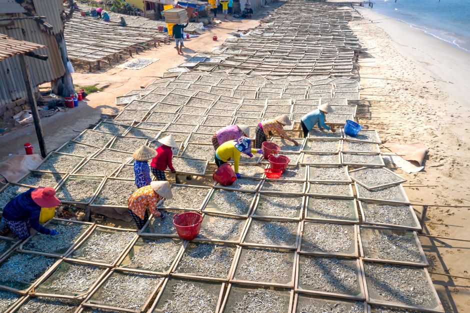 People engaging in traditional fish drying on the beach, emphasizing community industry and cultural practices.
